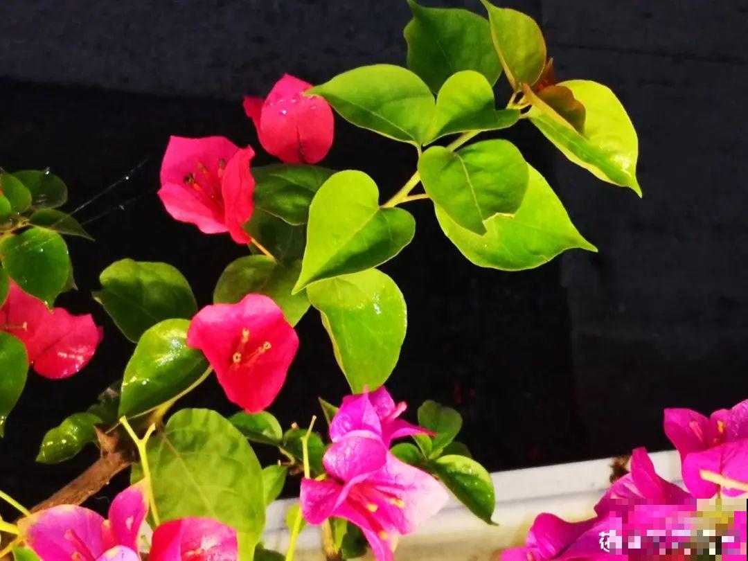 养三角梅，这几点做不对，光长叶子不开花！