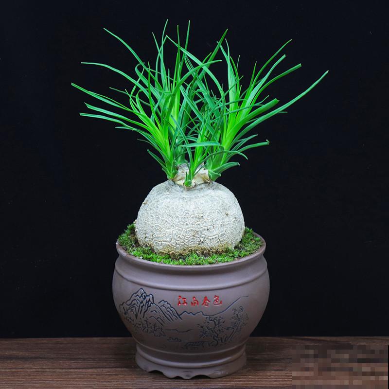 3种“大肚子”花卉，适合摆在桌面上养，俩月不浇水也能活