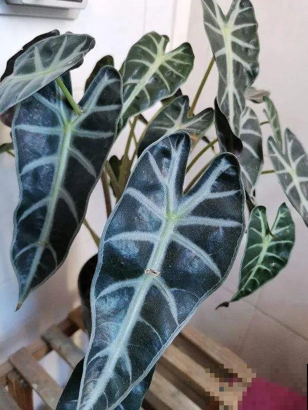 冬天就养耐阴花，没光也能开爆盆，扔角落自己疯长！