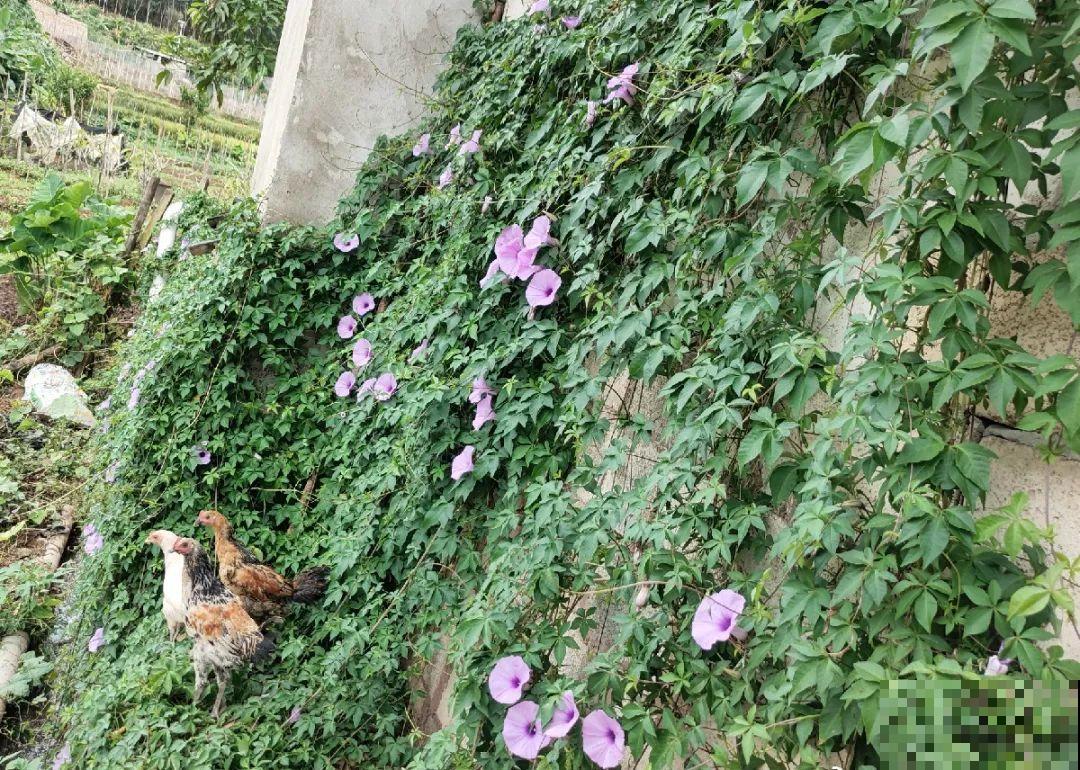 救命！入侵植物爬进院子，三年都杀不完！