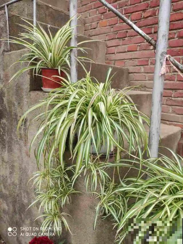 朱顶红放家里总是养不好，丢路边反而疯长一大片，扎心！