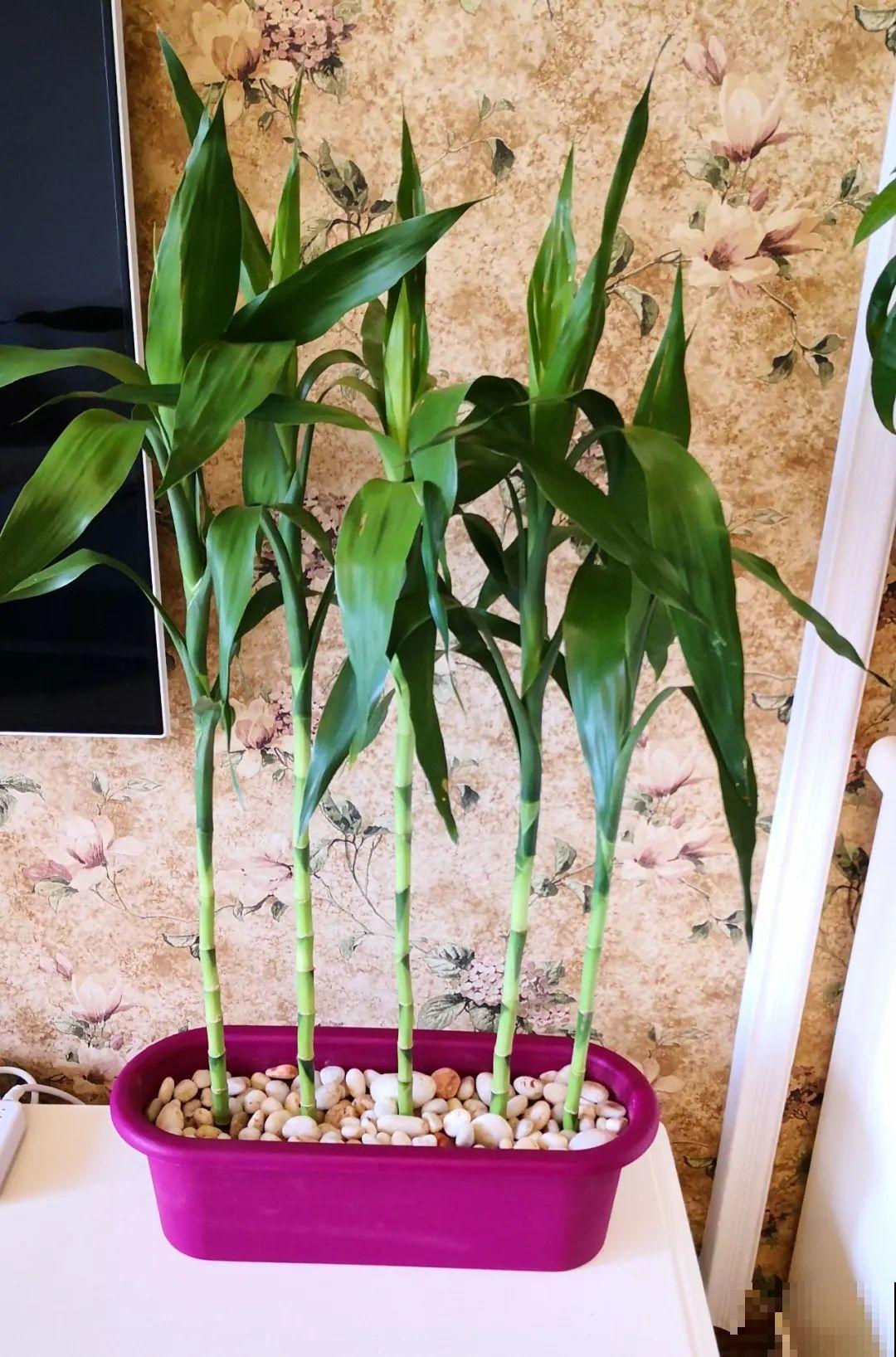 这花冬天要冻死,抓紧埋土里,还能活命! 这花冬天要冻死,抓紧埋土里,还能活命!