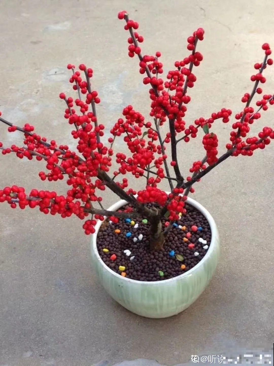 农村当柴火的花，花市卖得可贵，你认识几种？
