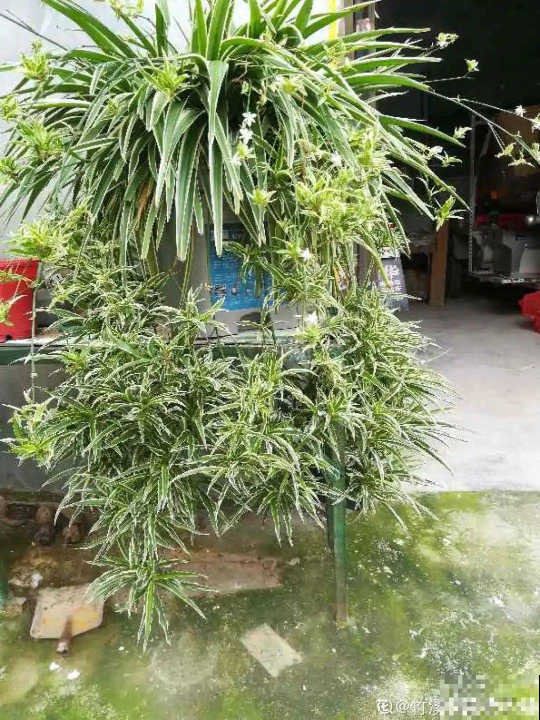 挂起来就能养的花,开花多不占地儿,家里能养100盆! 挂起来就能养的花,开花多不占地儿,家里能养100盆!