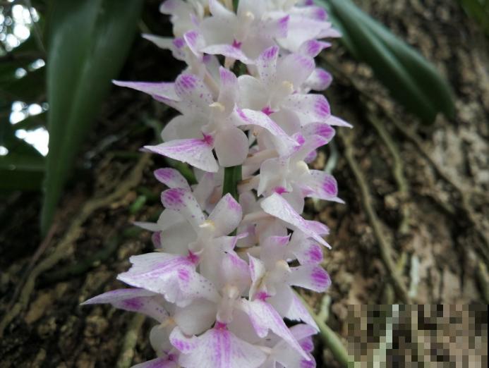 这种花叫多花指甲兰，花量特大，像毛茸茸的狐狸尾巴！