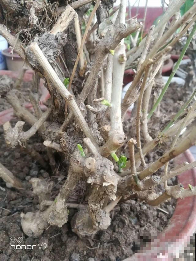 不长叶不长枝的花别买，都是骗人的，养不活浪费钱