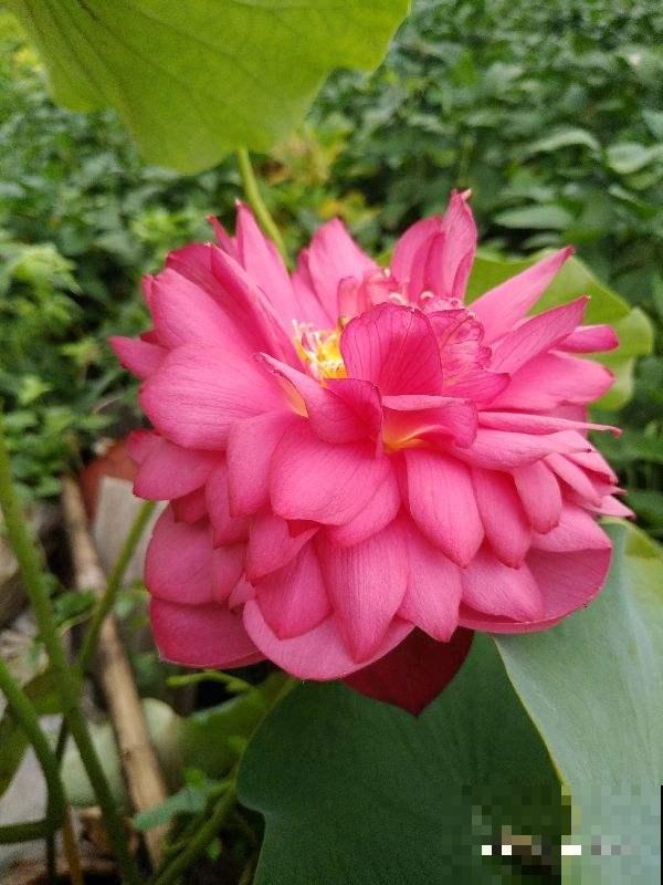 梅花口碑两极分化，有的人觉得是“霉运花”，其实它是“五福花”