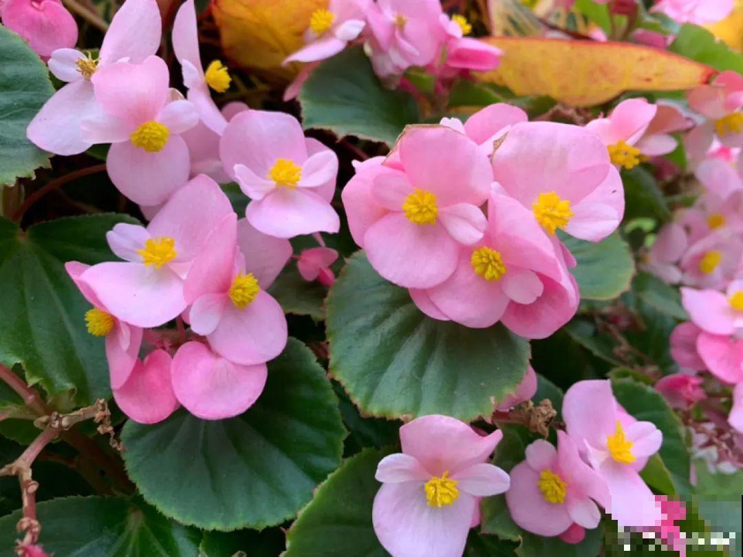 再穷也要养长寿花，寓意好、开花美，养人又养家！