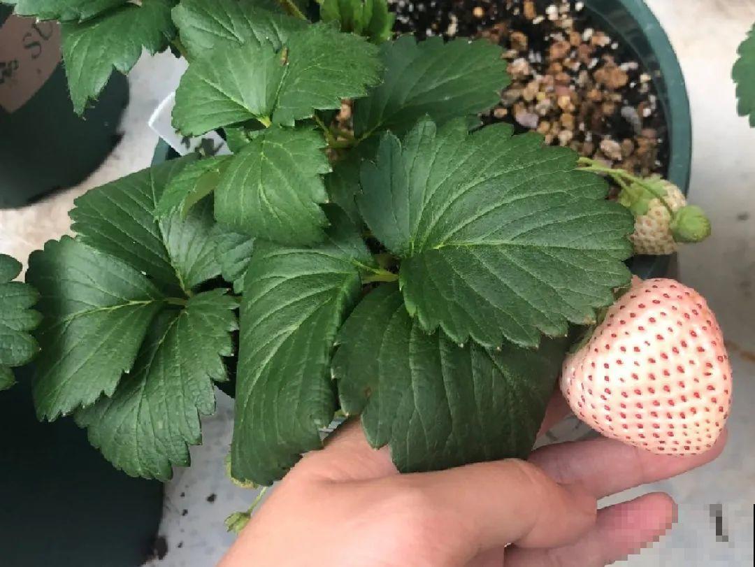 秋天养盆草莓，很快就开花，还能结果子
