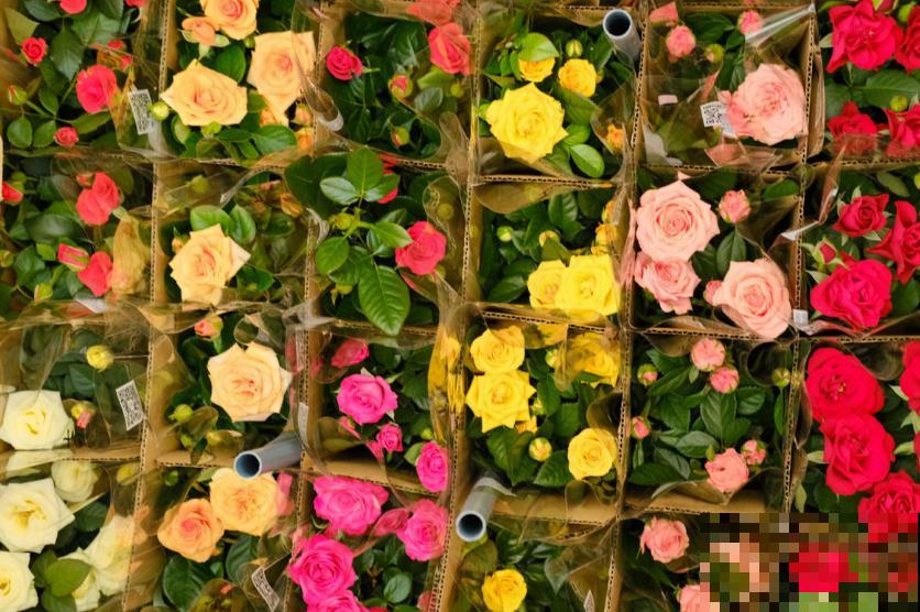 月季苗挑选很重要，规格选不对，努力白费！