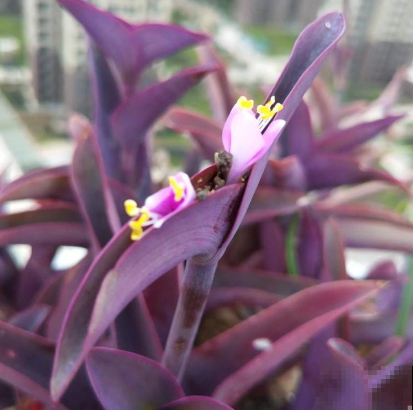 紫竹梅紫得高贵，忽略一件事，叶子变成“丑陋绿”，太难看！