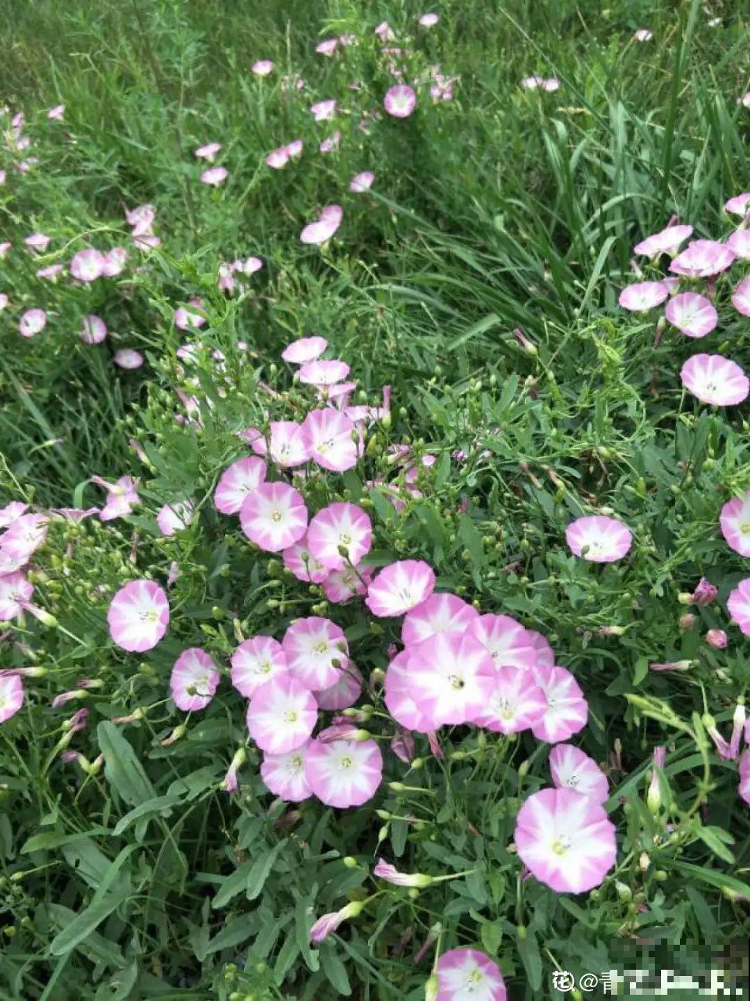 这种花很稀罕,以前喂猪没人要,现在抢破头! 这种花很稀罕,以前喂猪没人要,现在抢破头!