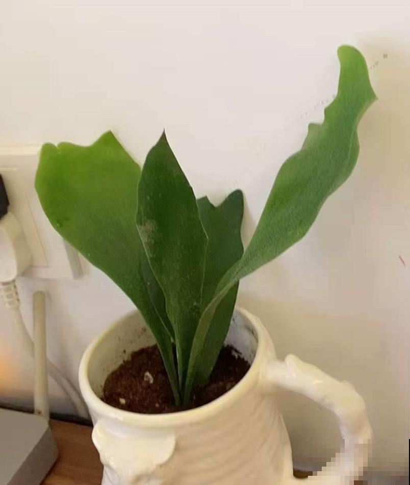 这种蕨类像鹿角，挂在墙上气质爆棚，太上档次！