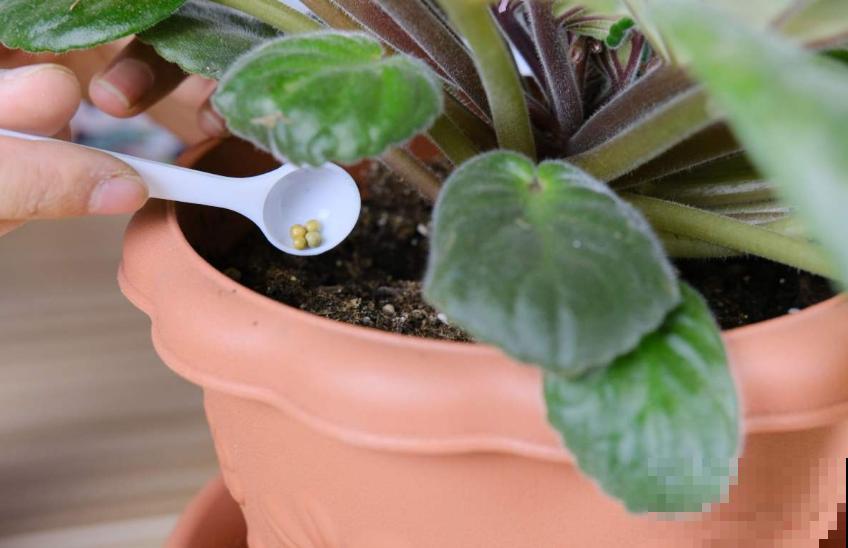 缓释肥要这么用,注意这3点,蹭蹭爆盆! 缓释肥要这么用,注意这3点,蹭蹭爆盆!