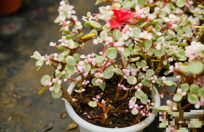 买到药锦怎么办？狠心切一切，还是一棵好花树！