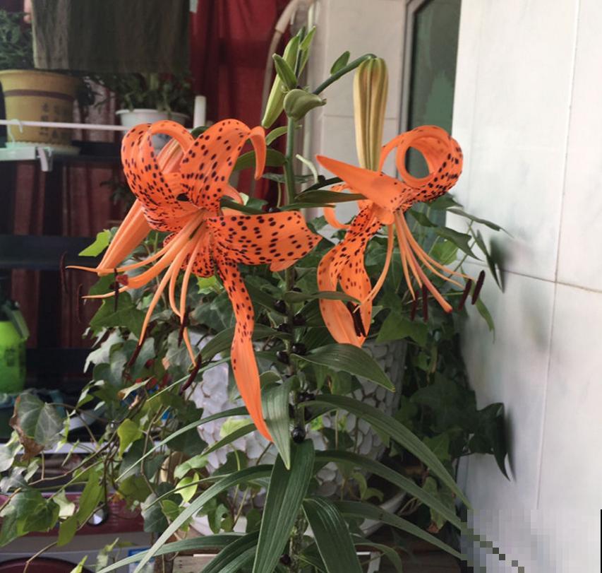 卷丹百合品性好，耐寒又耐热，怎么养都死不了！