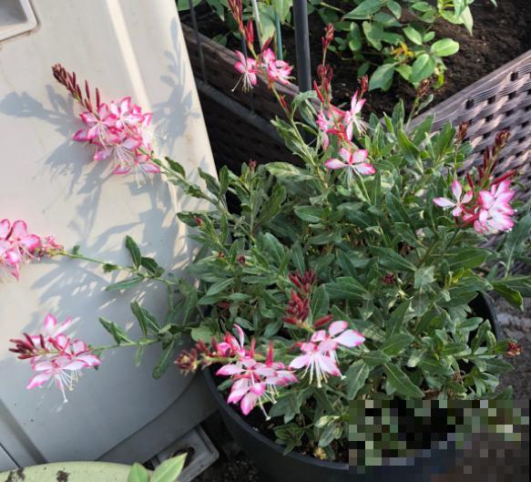 这种花就欠冻，搬进室内掉叶子，放外边就好！