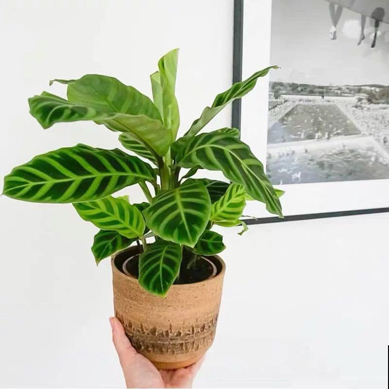 4种花，叶子比油画还要美，放在家里像艺术品