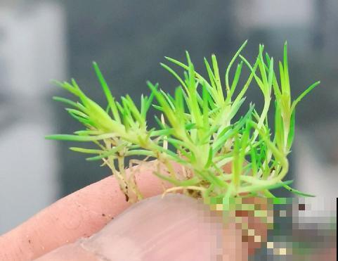 爱尔兰苔藓和苔藓长得像，不一样，搞错闹笑话！