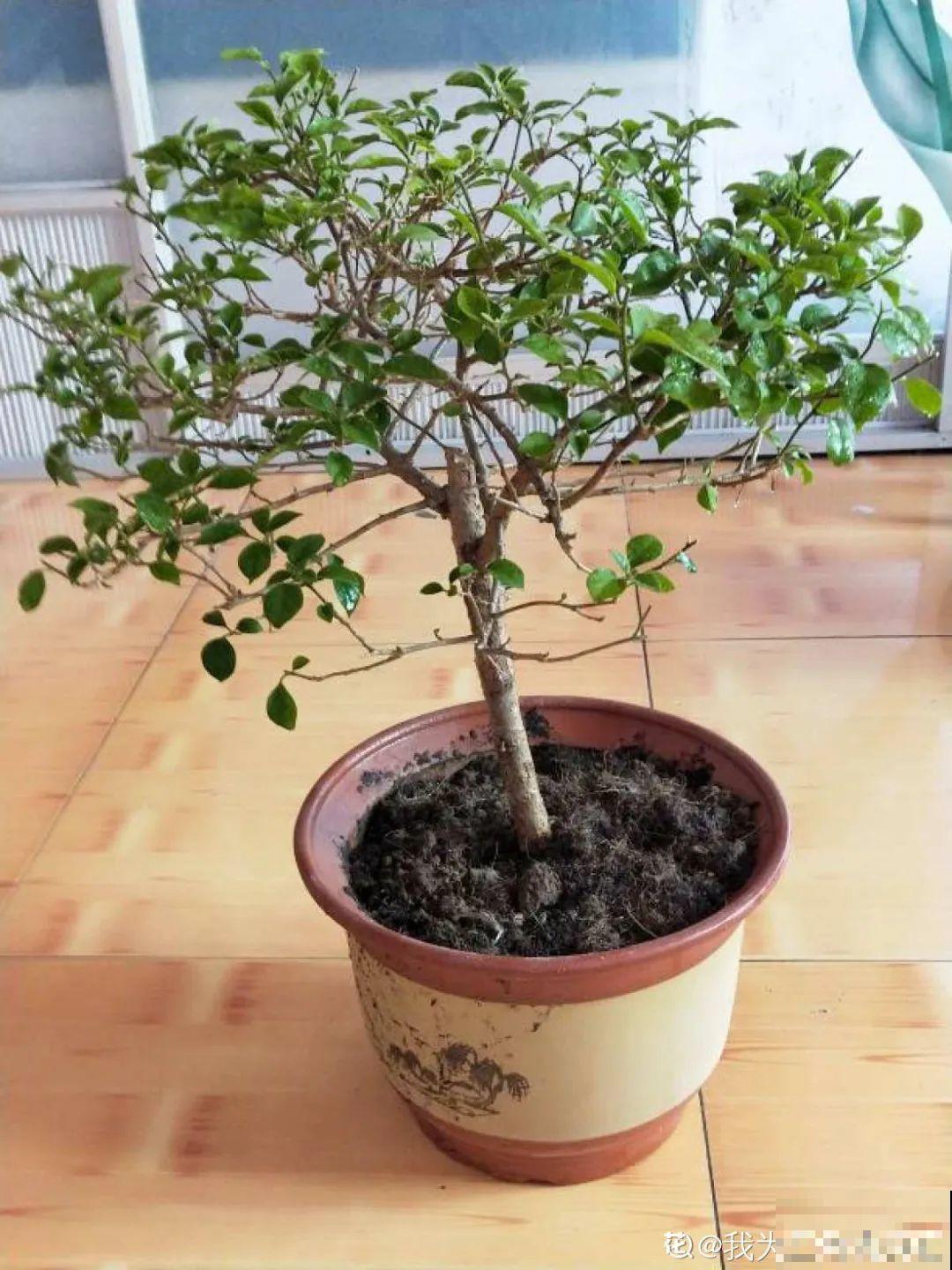 想省心就养这些花,没有病虫害,就爱开花! 想省心就养这些花,没有病虫害,就爱开花!