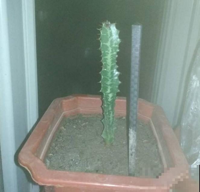 给花浇水特简单，用这3种方法，怎么浇都不积水！