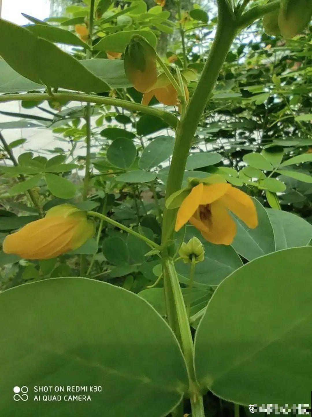 50种小时候常见的野草，现在几乎见不到了