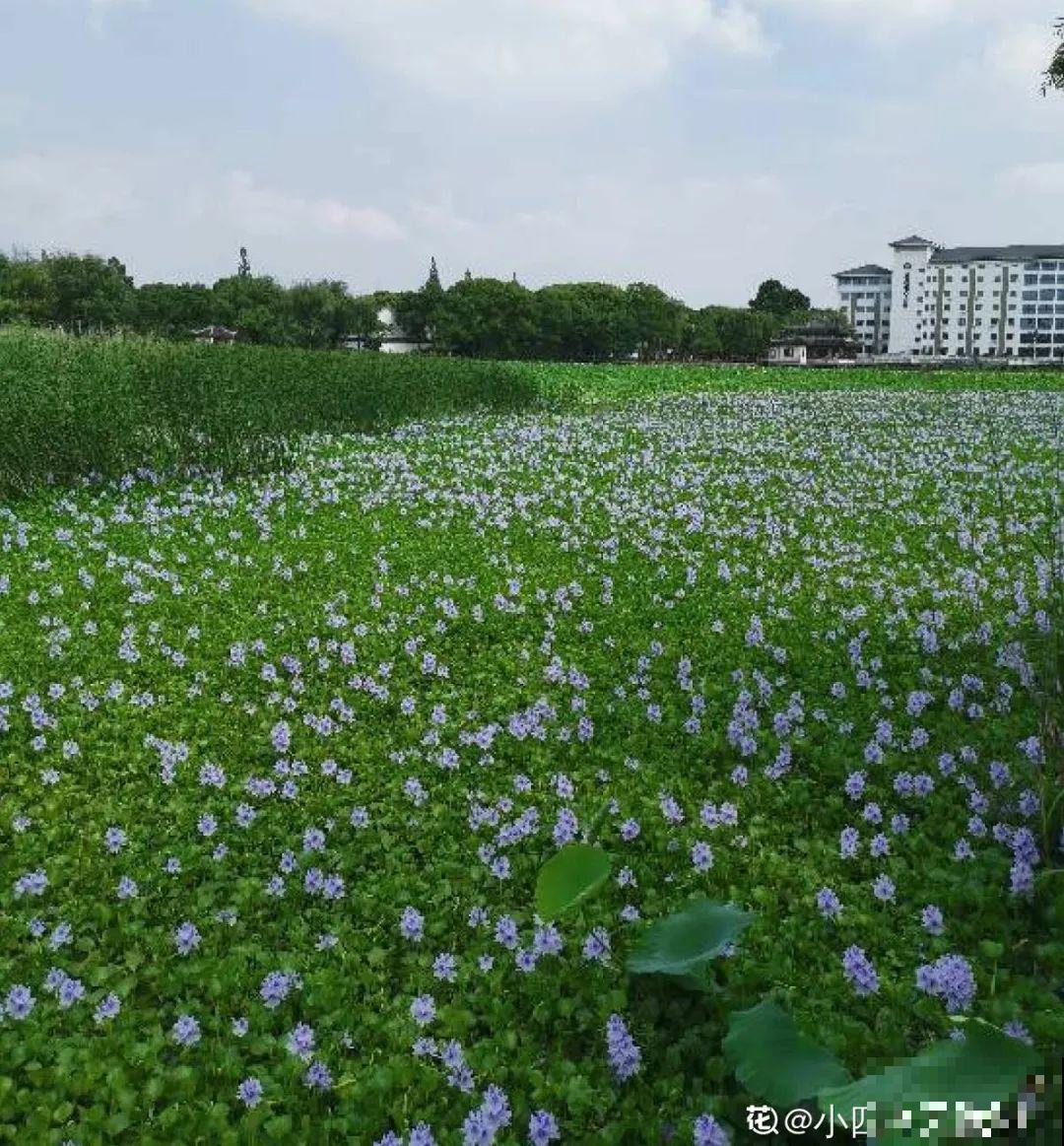 这种花很稀罕,以前喂猪没人要,现在抢破头! 这种花很稀罕,以前喂猪没人要,现在抢破头!