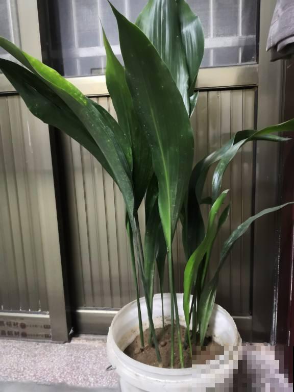 秋天室内太干燥,赶紧养点增湿花,室内特湿润 秋天室内太干燥,赶紧养点增湿花,室内特湿润