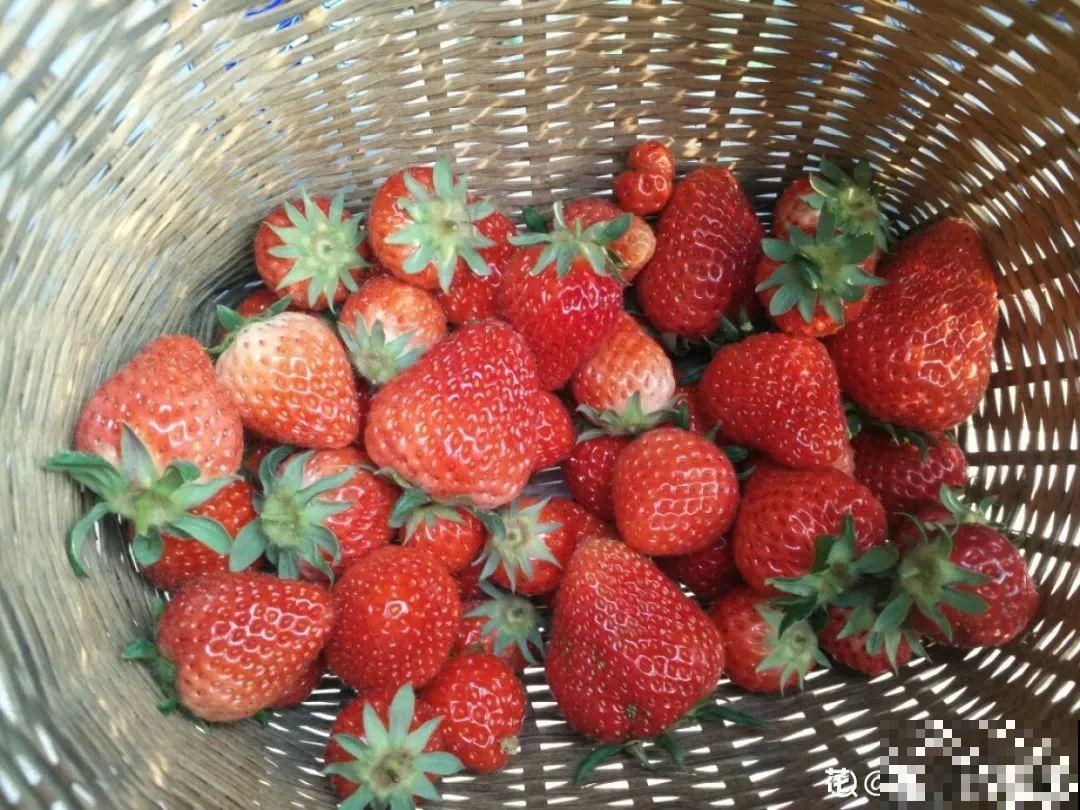 冬天养盆草莓，一盆能结不少果子，全家都够吃