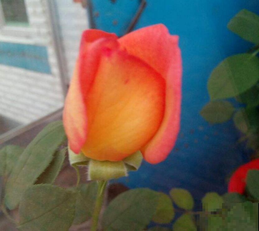 月季花“彩云”特好看,红得像火,开花多,花期长! 月季花“彩云”特好看,红得像火,开花多,花期长!