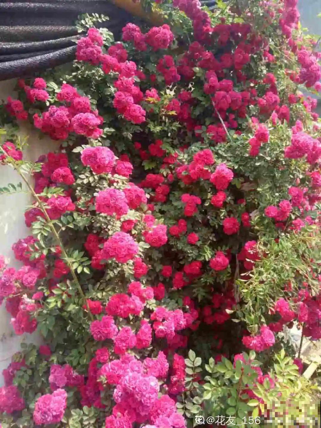 50年的桂花树,卖了5万块钱,大家觉得值吗? 50年的桂花树,卖了5万块钱,大家觉得值吗?