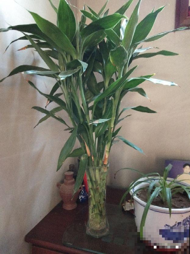 暖气一来，3种花要是再不喷水，就要干成枯草了