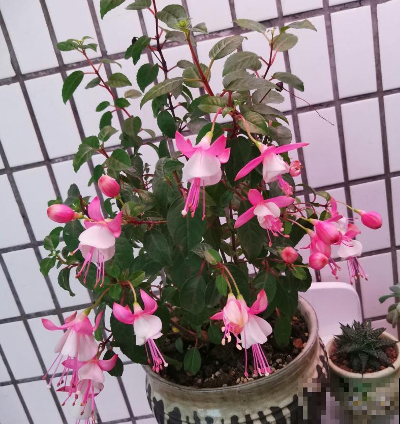 植物命名的5种方式,新奇有趣! 植物命名的5种方式,新奇有趣!