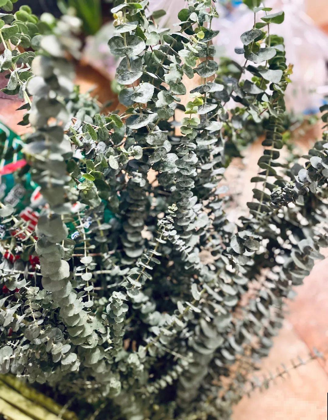 1种花叫大花犀角，闻久了头晕，家里养要小心！