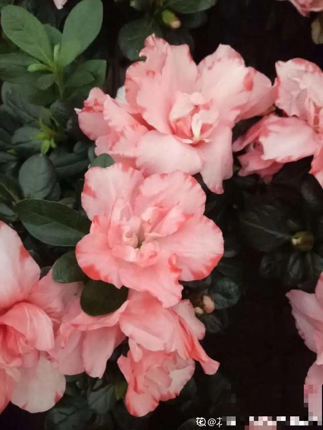 这花最娇气，叶子一喷水，立马就烂了！