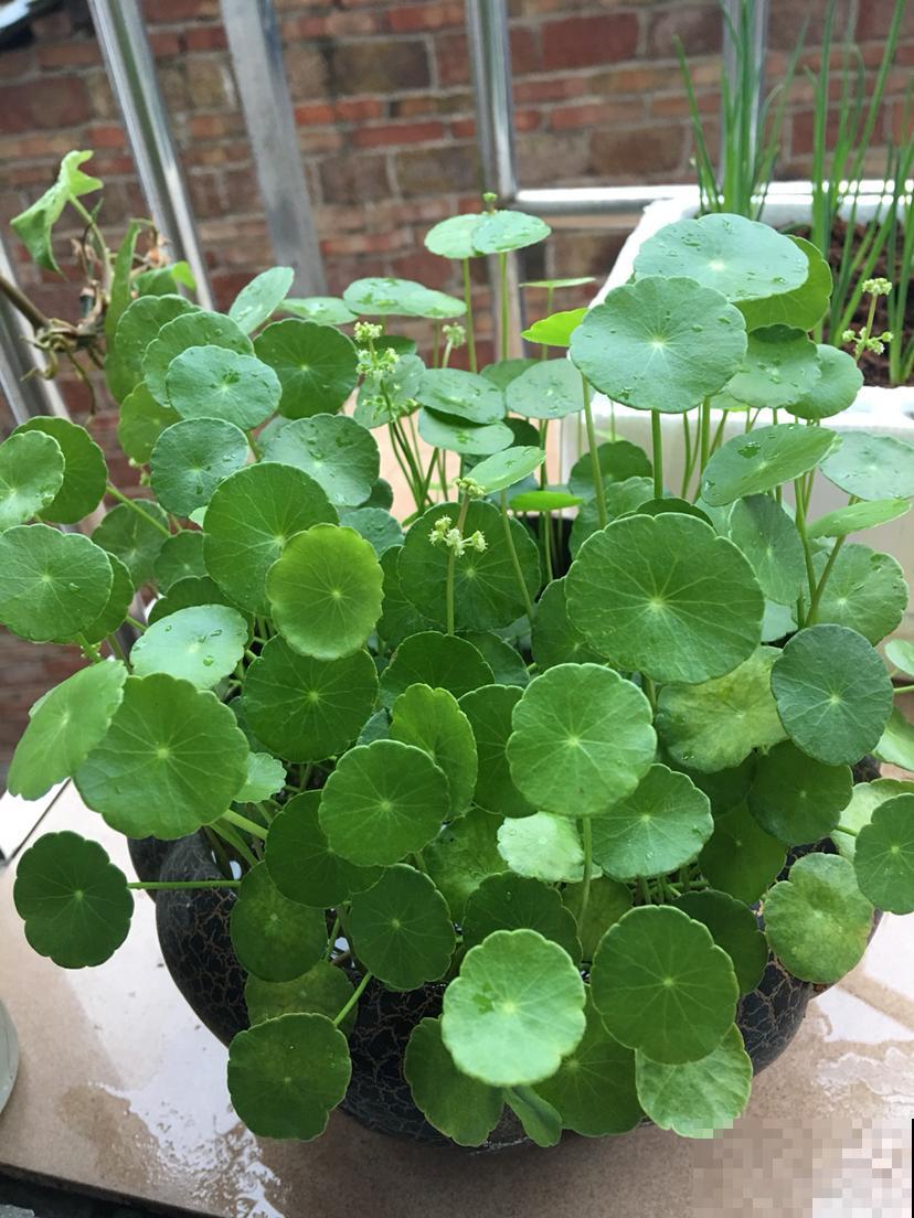 暖气一来，3种花要是再不喷水，就要干成枯草了