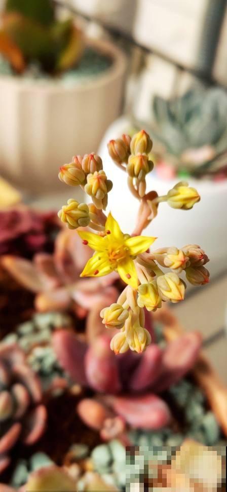 多肉开花还挺美,据说花败之后多肉必死,是真的吗? 多肉开花还挺美,据说花败之后多肉必死,是真的吗?