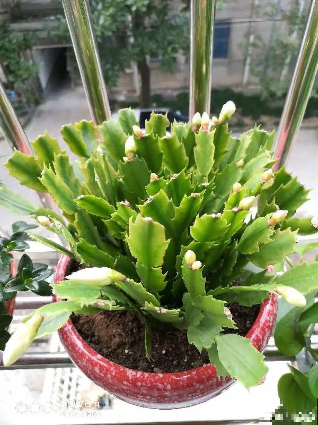 冒出来的花苞全剪了,气的人肝疼,1个月后竟然爆开花! 冒出来的花苞全剪了,气的人肝疼,1个月后竟然爆开花!