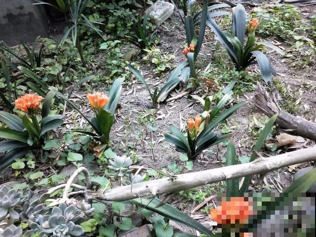 朱顶红放家里总是养不好，丢路边反而疯长一大片，扎心！