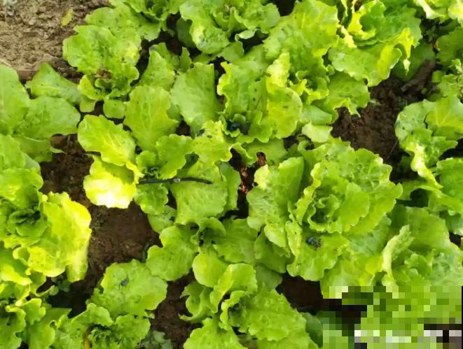 小阳台撒1把种子，7天冒绿苗，1个月就能吃，薅一把炒鸡蛋太香！