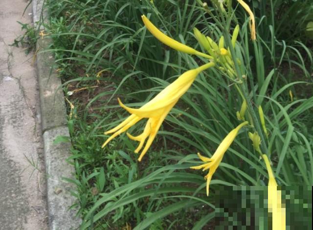 植物命名的5种方式,新奇有趣! 植物命名的5种方式,新奇有趣!