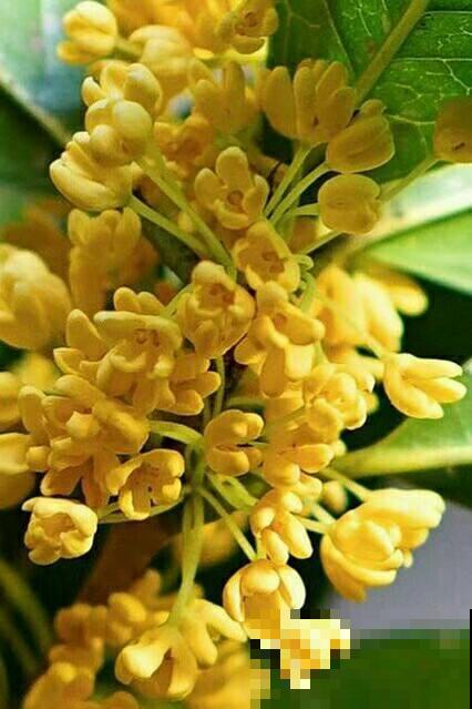 正值“桂月”，养桂花最合适，香味超浓郁