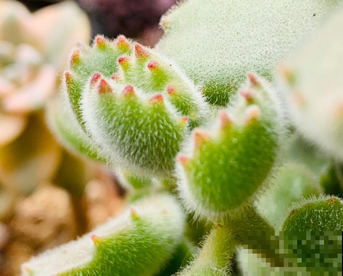 植物命名的5种方式,新奇有趣! 植物命名的5种方式,新奇有趣!