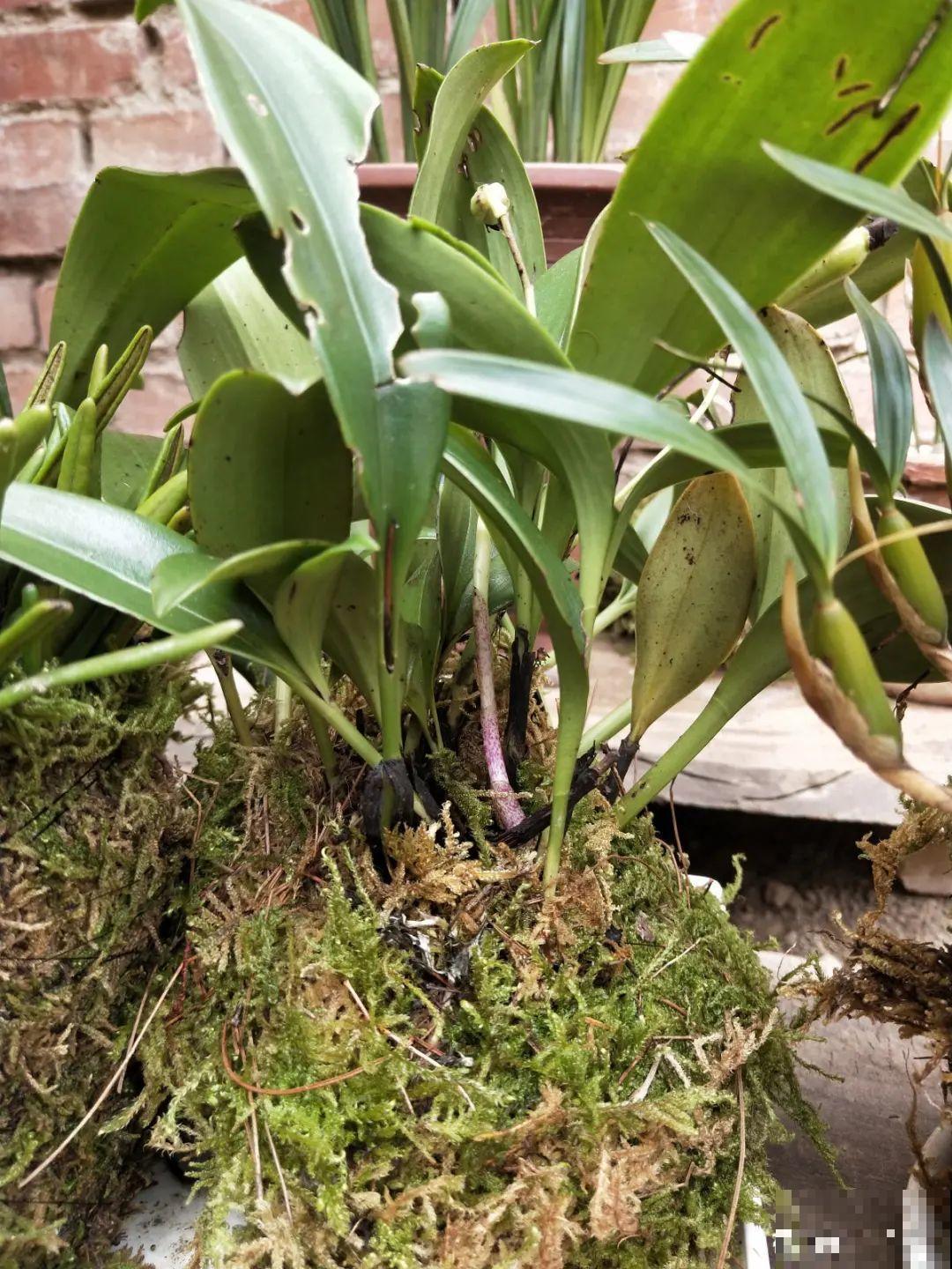 水培花只用水养，根系长得旺，太牛了！