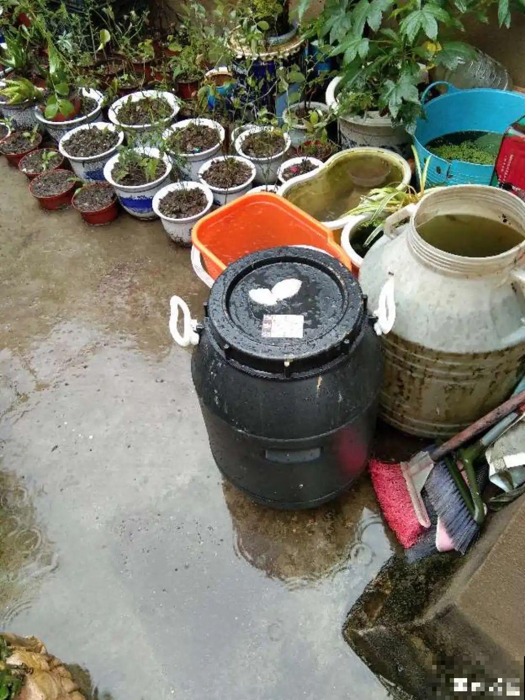 大螃蟹做花肥,秋天大补,花吃完就疯长了! 大螃蟹做花肥,秋天大补,花吃完就疯长了!