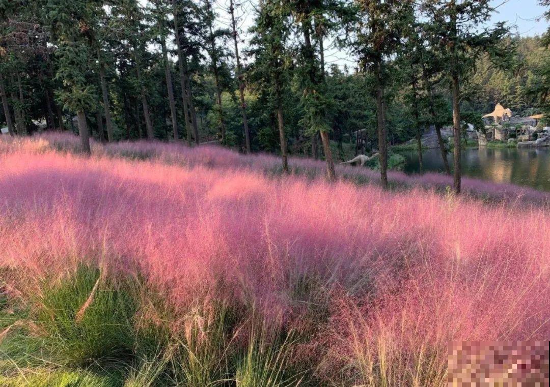 十一赏花图谱，看了啥花都认识，不用问别人！