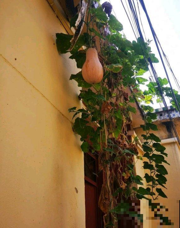 秋日开花多，美景拍下来，留住最美一刻