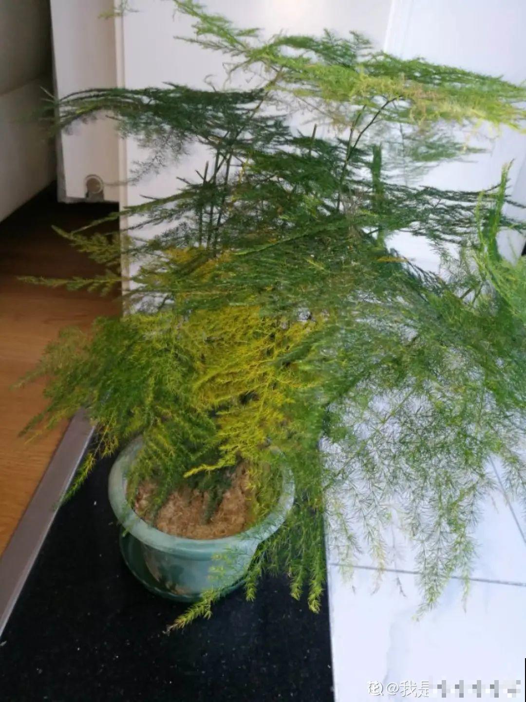 8种花，养嫩不养老，老了要多修剪！