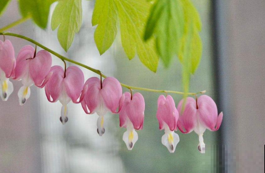 超别致的花卉,枝条上挂满荷包,故事凄美! 超别致的花卉,枝条上挂满荷包,故事凄美!