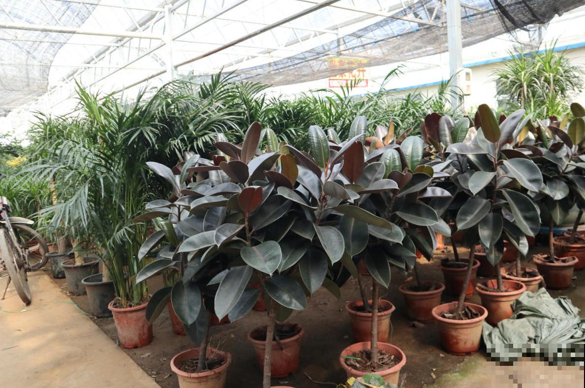 橡皮树为啥扦插不好？时间选错了，换个季节重来！